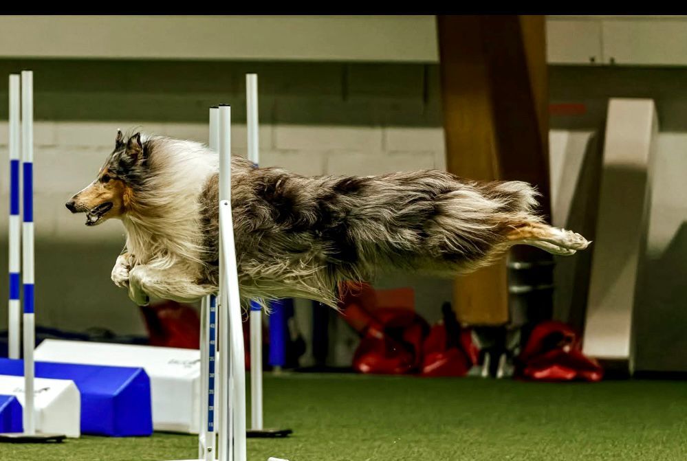 Agility Collie & Sheltie Cup & M\u010cR Bearded colli\u00ed 2025