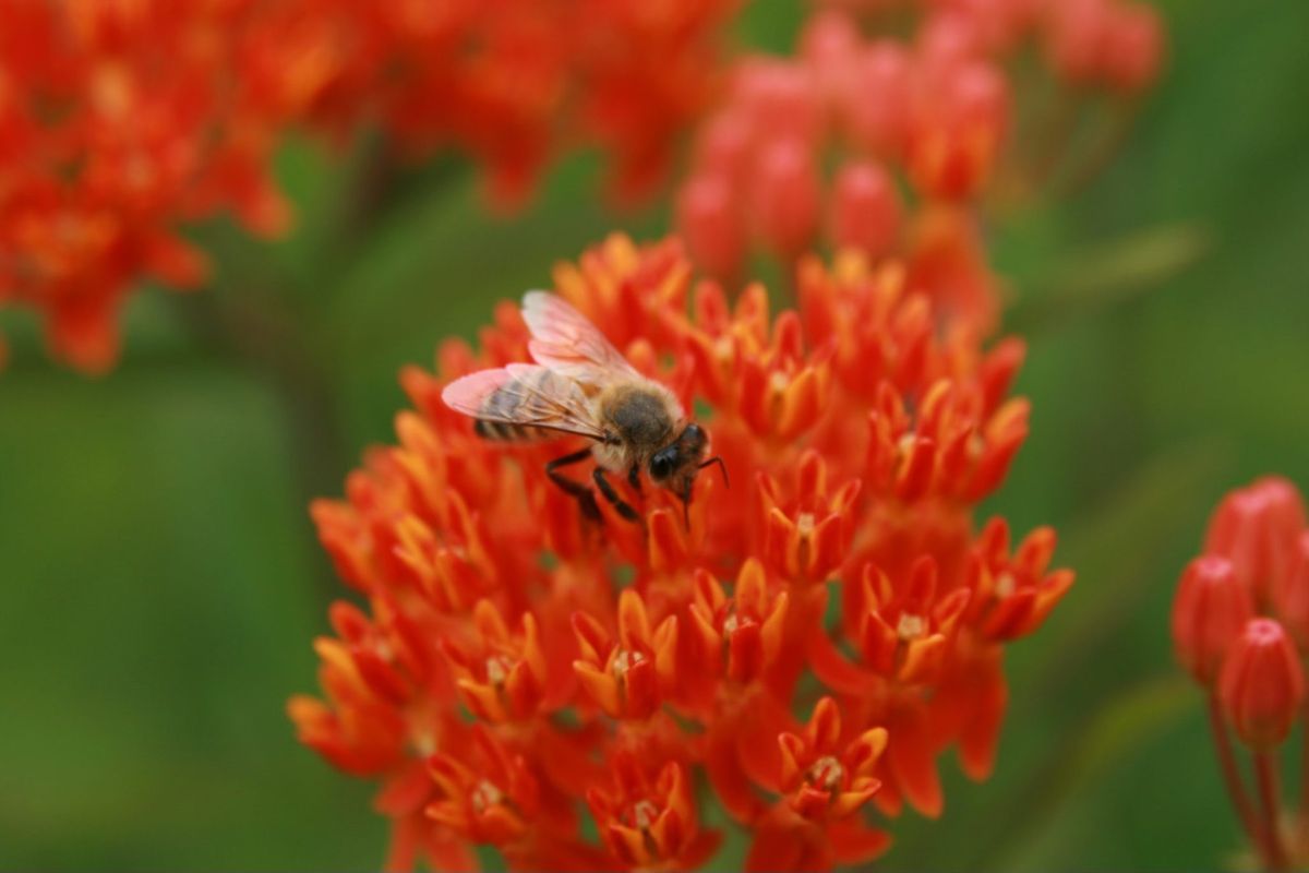 Humboldt in Harmony Speaker Series - Master your Garden