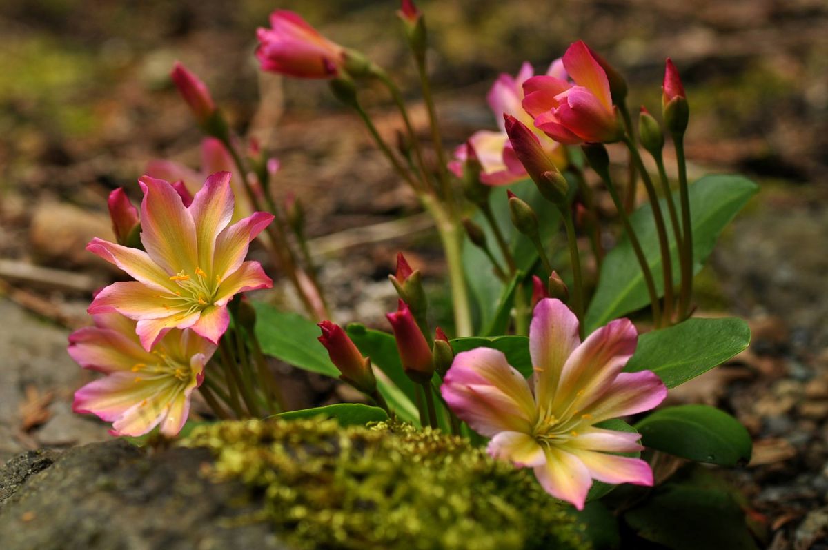 NW Native Plants for Rock Gardens