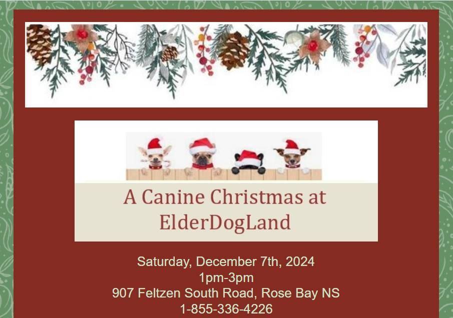 Christmas at ElderDogLand