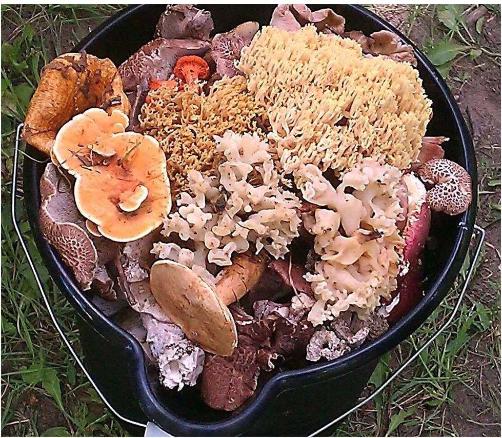 Wild Mushroom Extravaganza