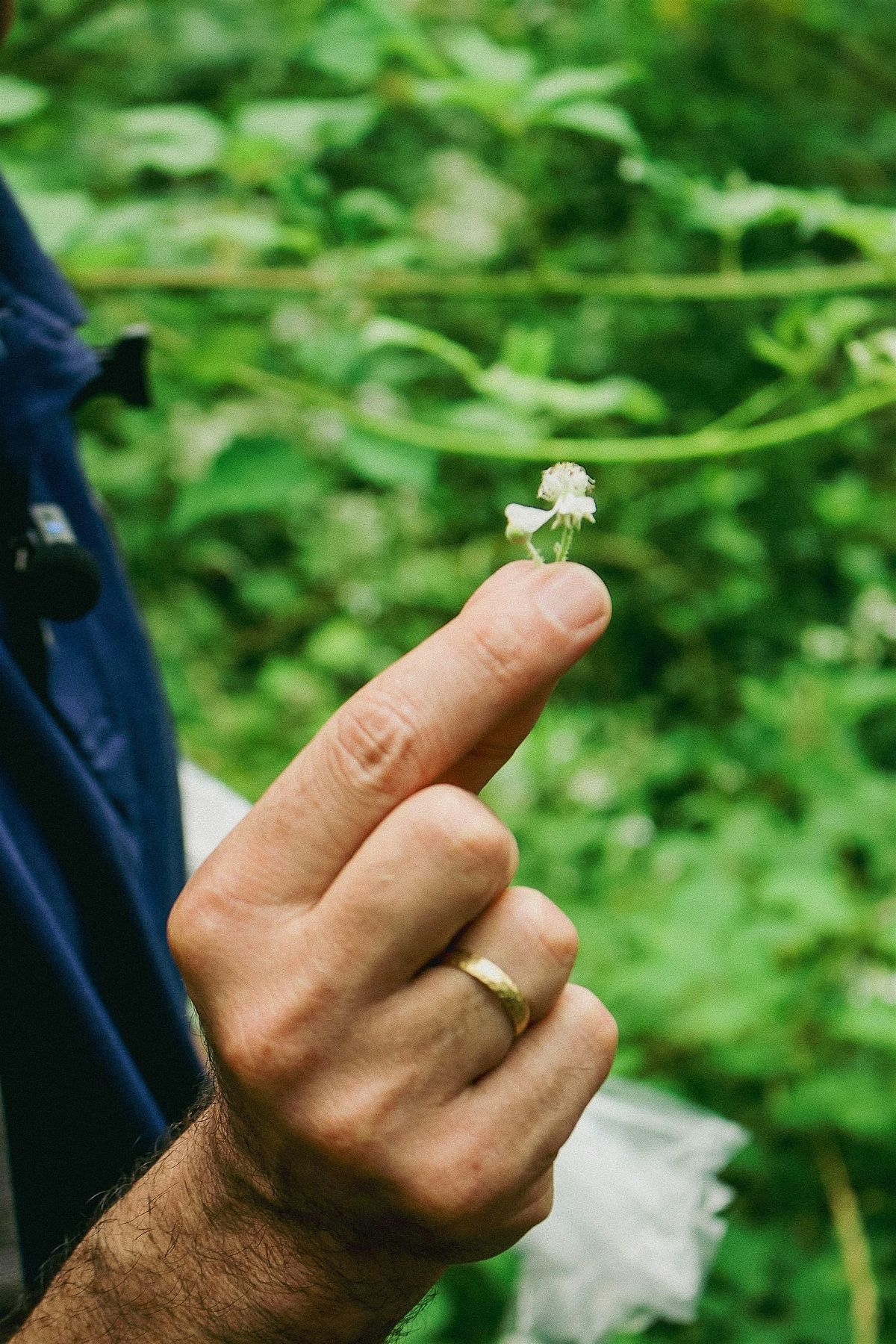 Piante e fiori della Goccia: lezione sulla biodiversit\u00e0 della foresta