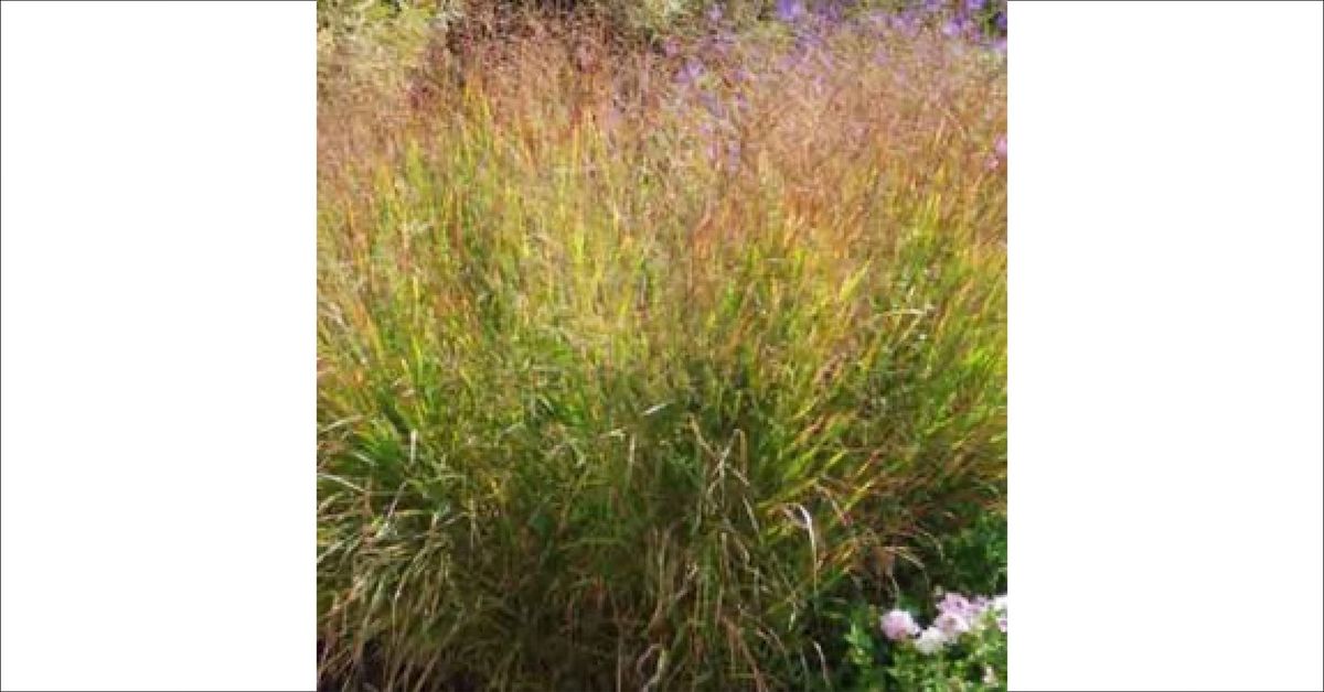 Ornamental Grasses for Your Yard