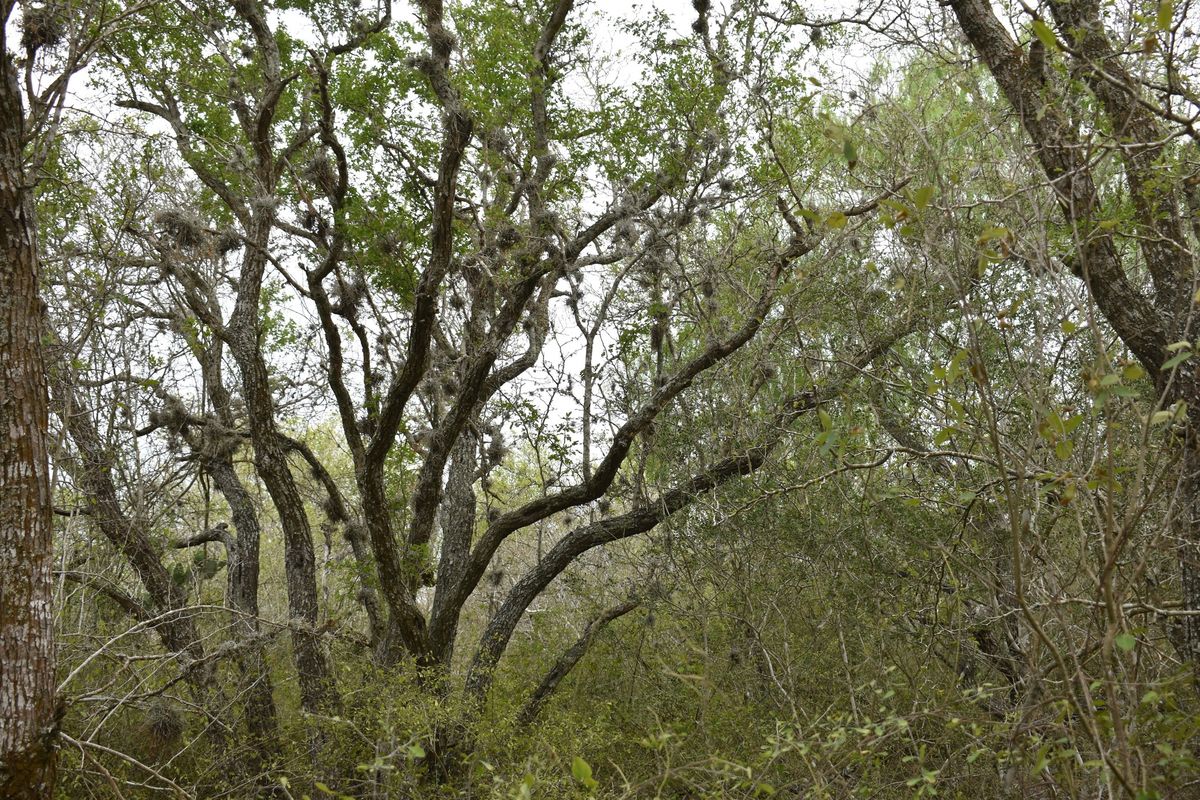 Trees and Tree Care