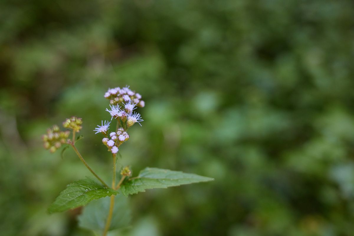 Wildflower Walk