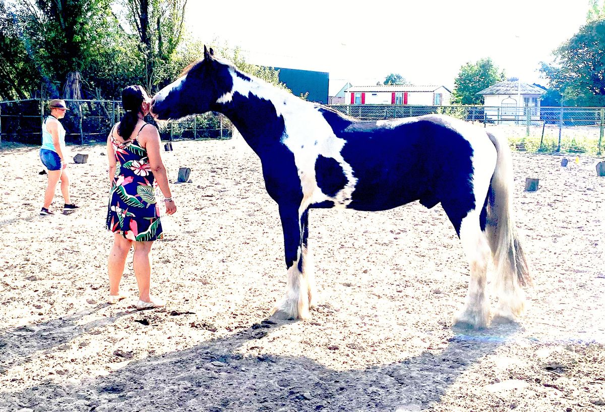 Workshop Opstellingen met Paarden