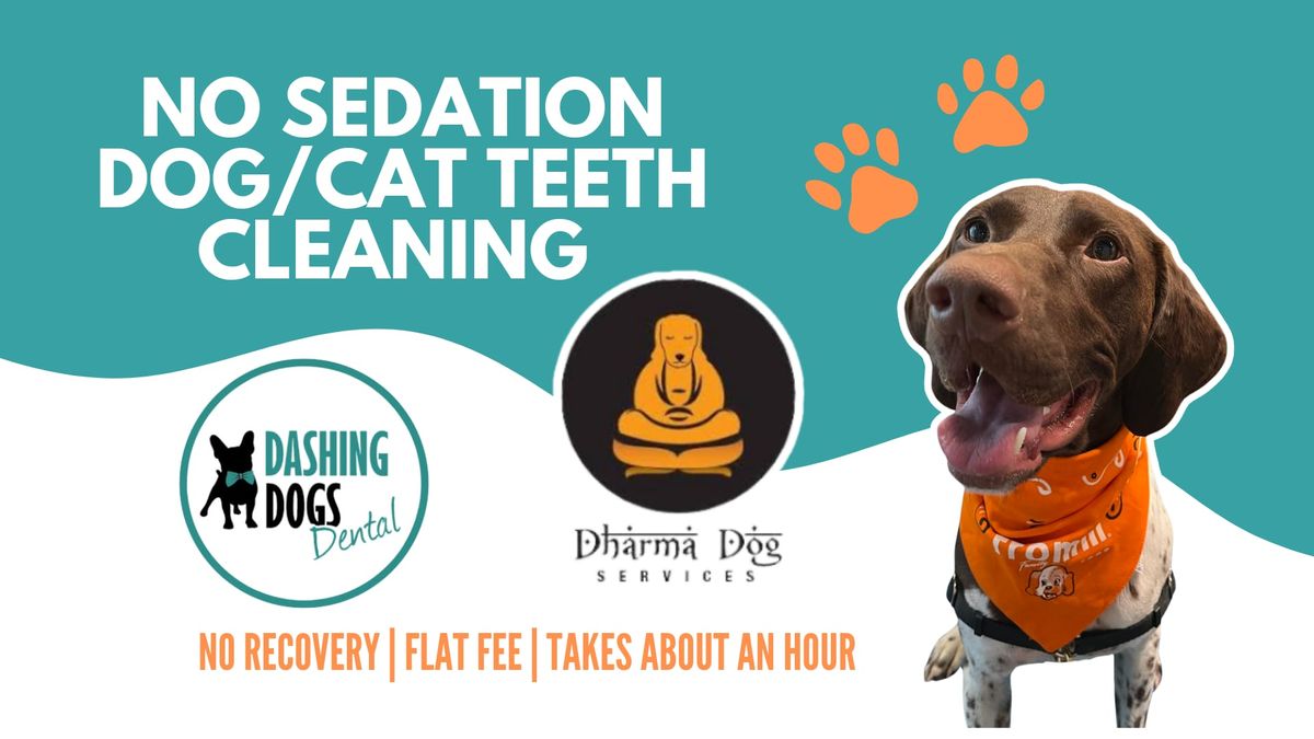 Pet Teeth Cleaning -  Vancouver South - Dharma Dog