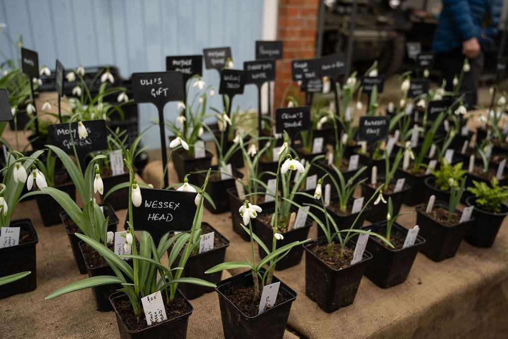 Plant Fairs Roadshow - Snowdrops & Spring Flowers Fair