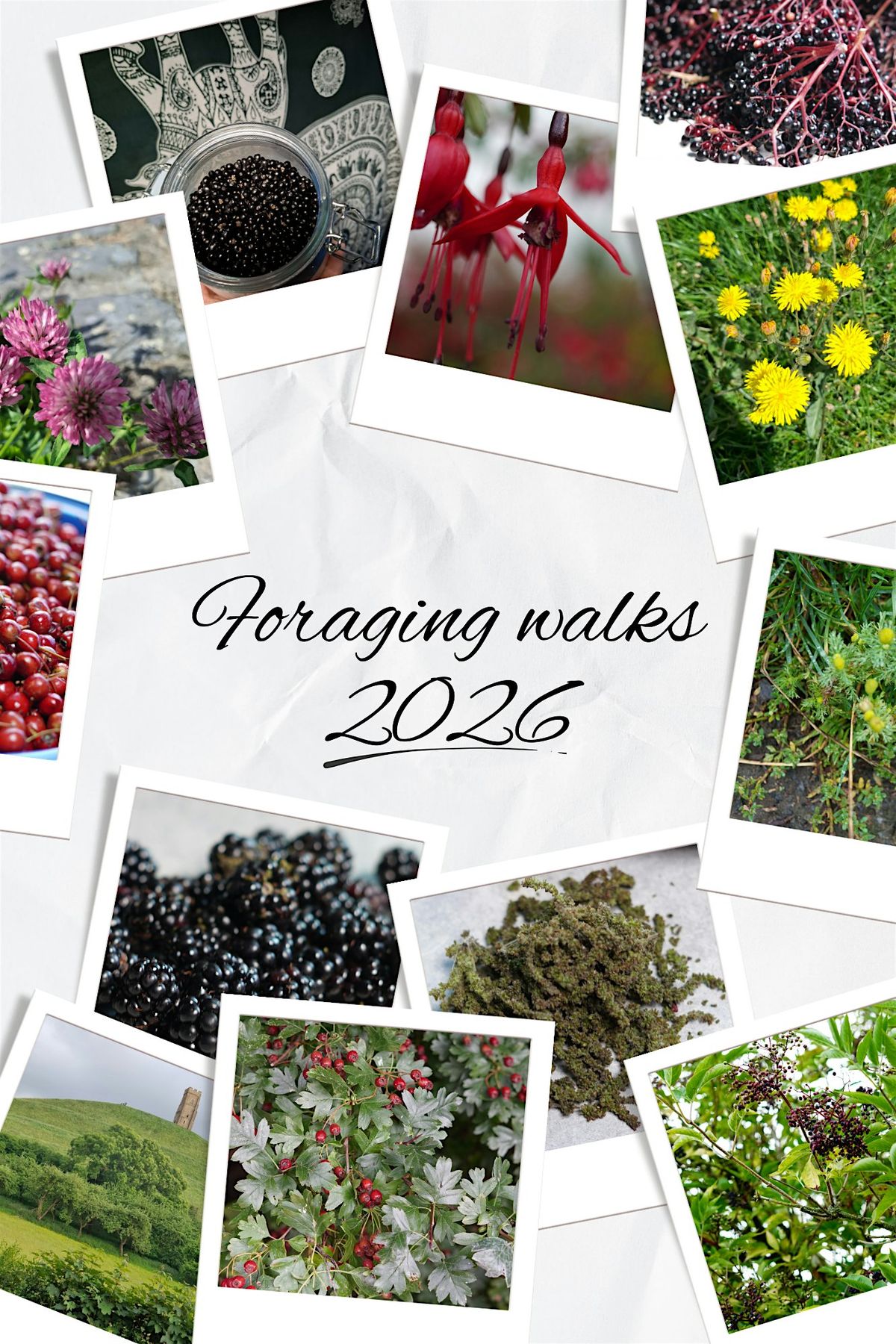 Beginner Foraging Walk: Discover Wild Plants