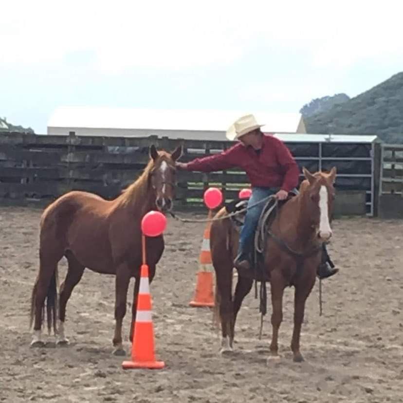 Horsemanship Clinic Waikato 