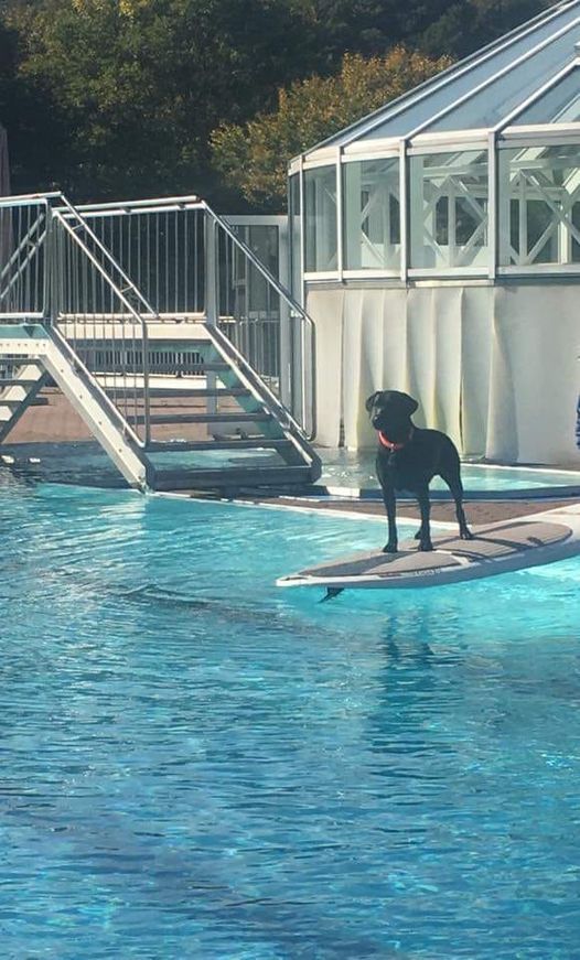 Hundeschwimmen Hengsteysee