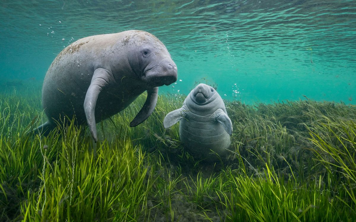 An evening of Wildlife Photographer of the Year at Chester Zoo (Adults only)