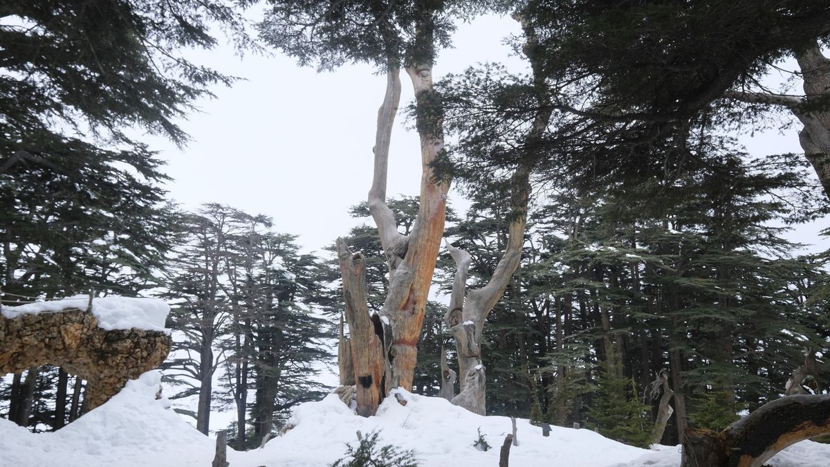 Arz to Bekaa Kafra Snowshoeing