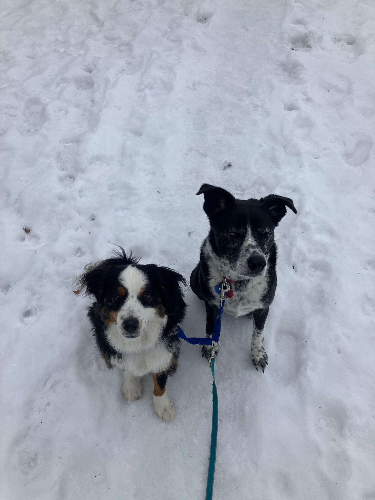 8 WEEK BASIC OBEDIENCE CLASS 