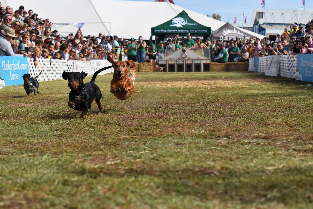 Zeeco Oktoberfest Tulsa Dachshund Dash Presented by Woodland West Animal Hospital and Pet Resort