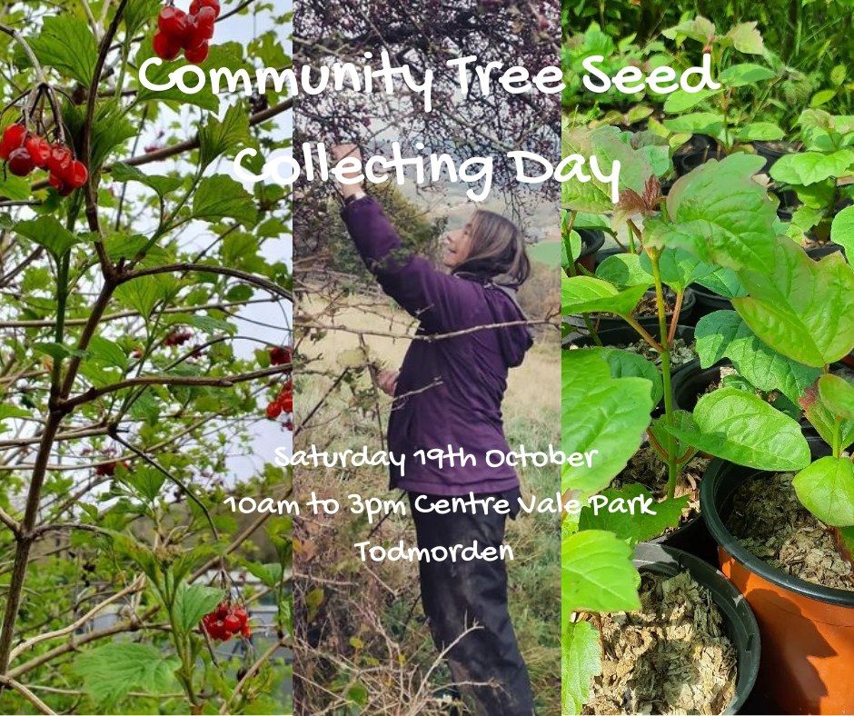 Community Tree Seed Collecting Day