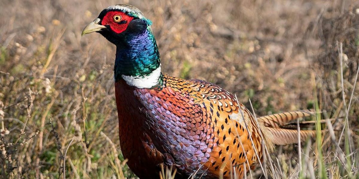 Pheasant Walk- Pheasants, Film & Faisan Brews