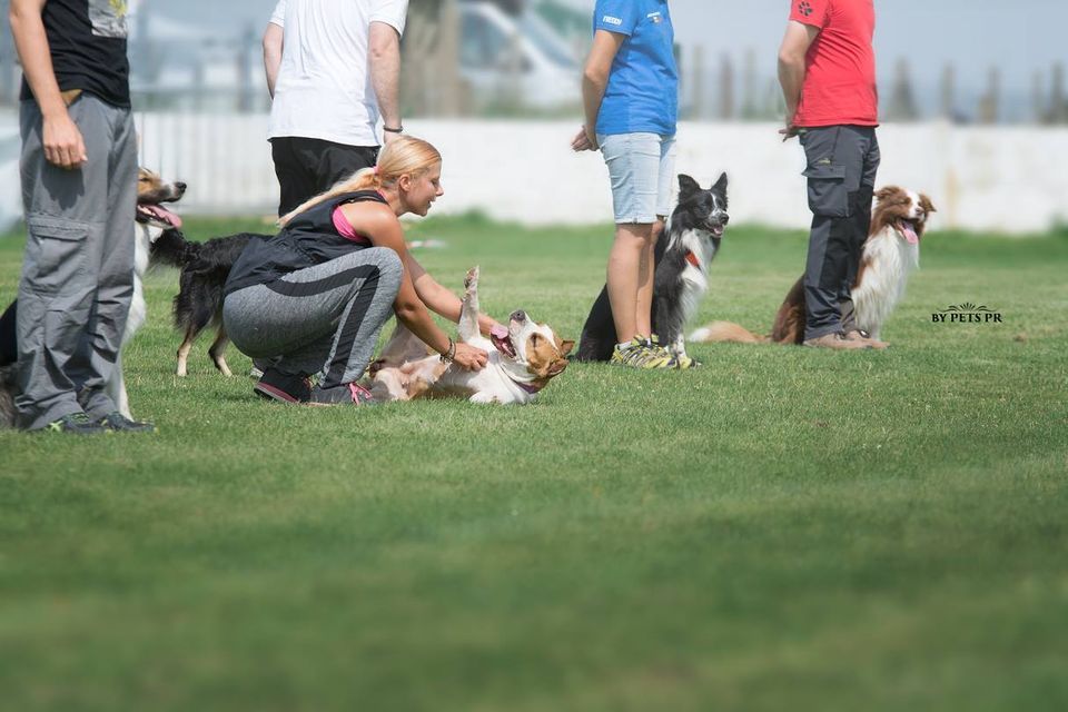 Dream Dog Distraction Day - rozproszenia w Obedience - ludzkie i nie tylko :)