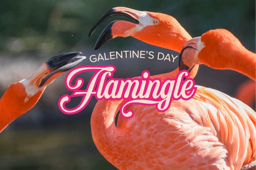 Galentine's Day Flamingle