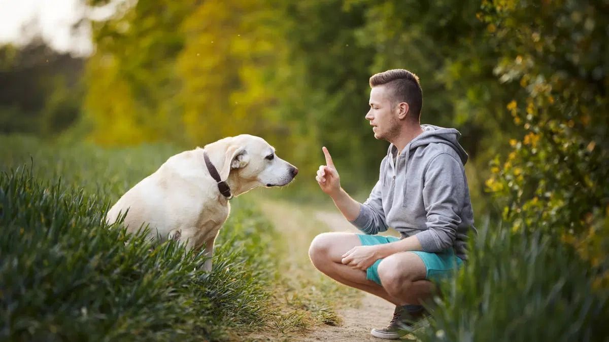 Hund - menneske relasjon