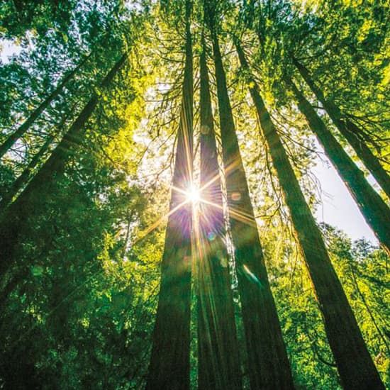 Muir Woods & Sausalito Tour