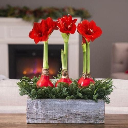 Amaryllis & Evergreen Class