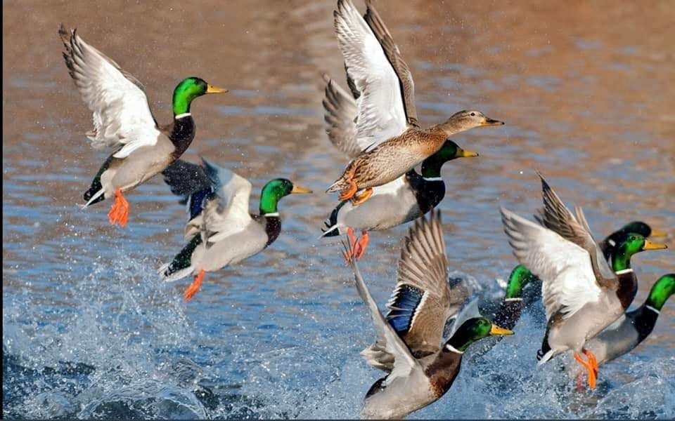 Cheyenne Ducks Unlimited Gun Frenzy