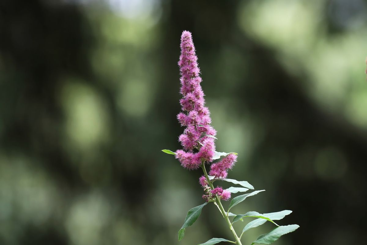 Healing Herbs of the Arboretum