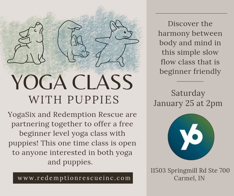 Yoga with Puppies