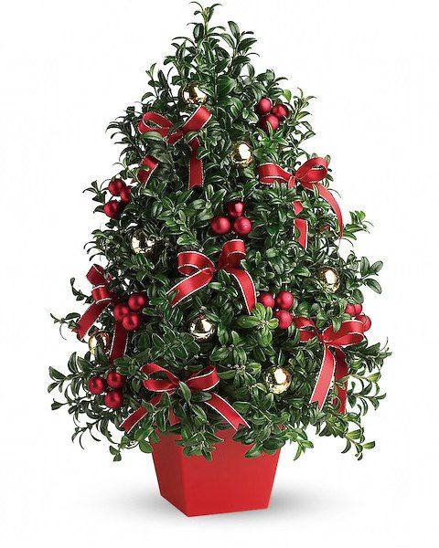 Make your own boxwood Christmas tree