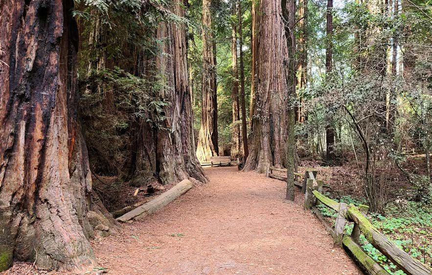 Group Hike: Henry Cowell Redwoods State Park