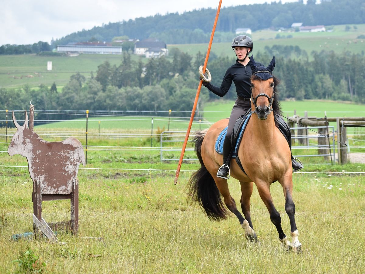 Working Equitation Kurs 