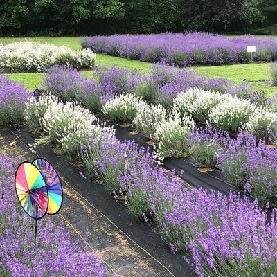 Serene Lavender Farm