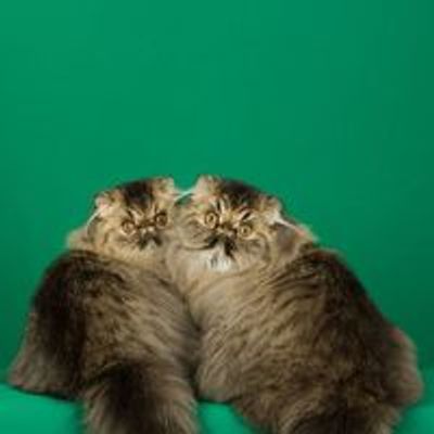 Midwest Persian Tabby Fanciers