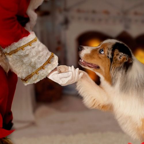 25th Annual Pet Santa Day