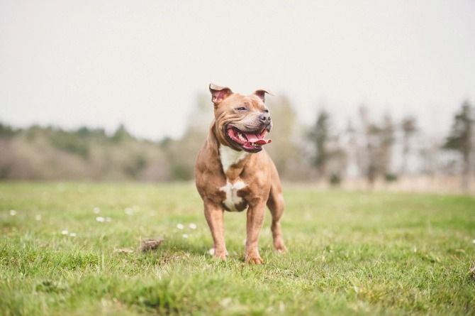 Bull Breeds - Play Session - Llangefni