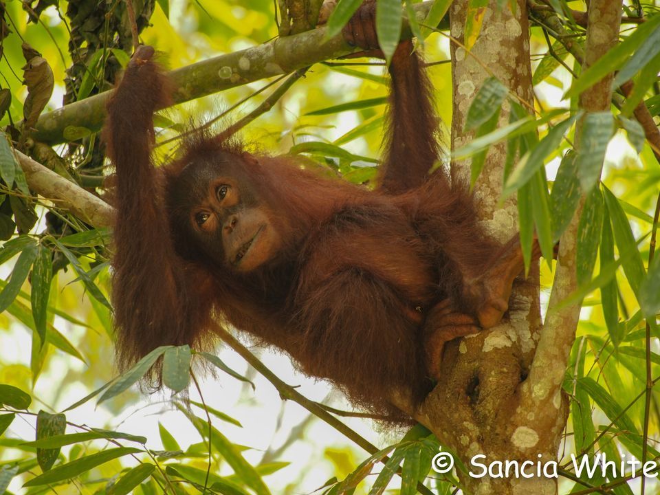 The Wilds of Borneo \u2013 Photograph wildlife in Sabah's Jungles