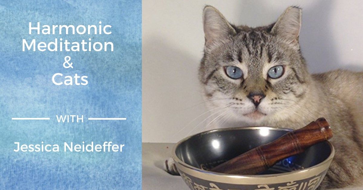 Harmonic Meditation & Cats