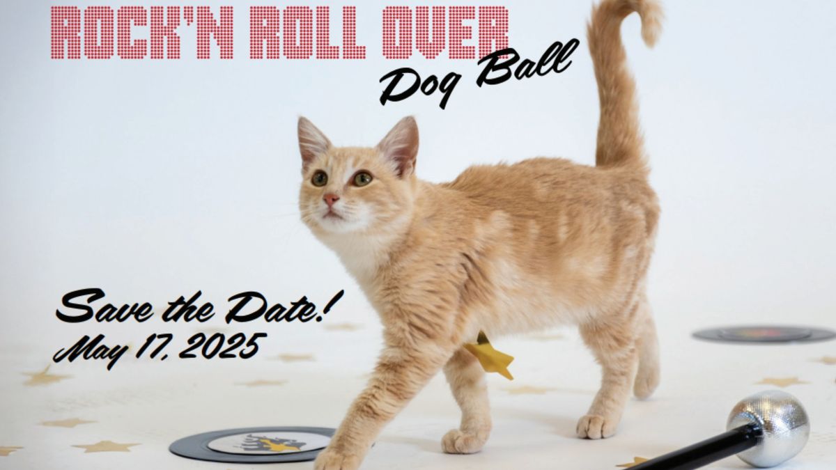 Dog Ball - Rock'n Roll Over!