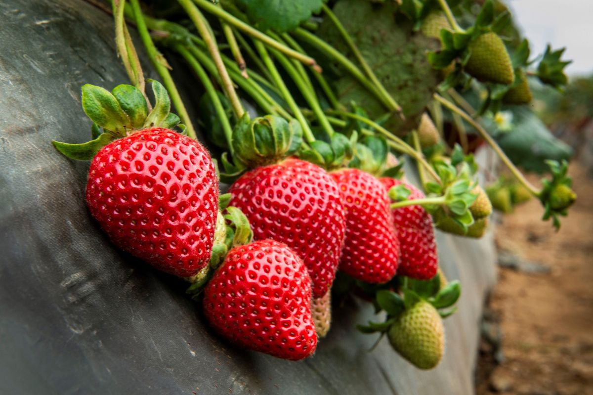 Forum: Breeding the Best Strawberries