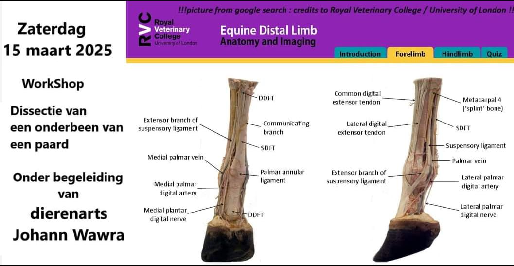 Dissectie onderbeen paard