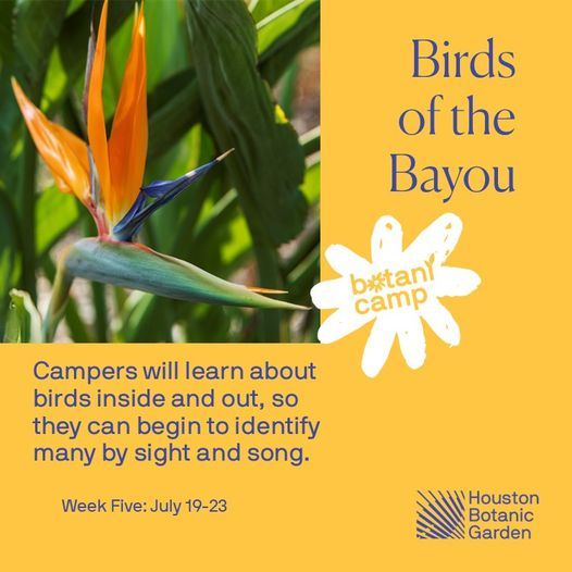 BotaniCamp: Birds of the Bayou