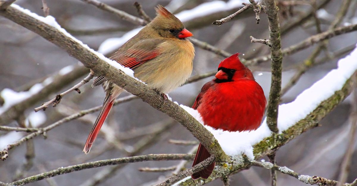 Allegheny Land Trust presents Nature Nearby: Birding in Your Backyard