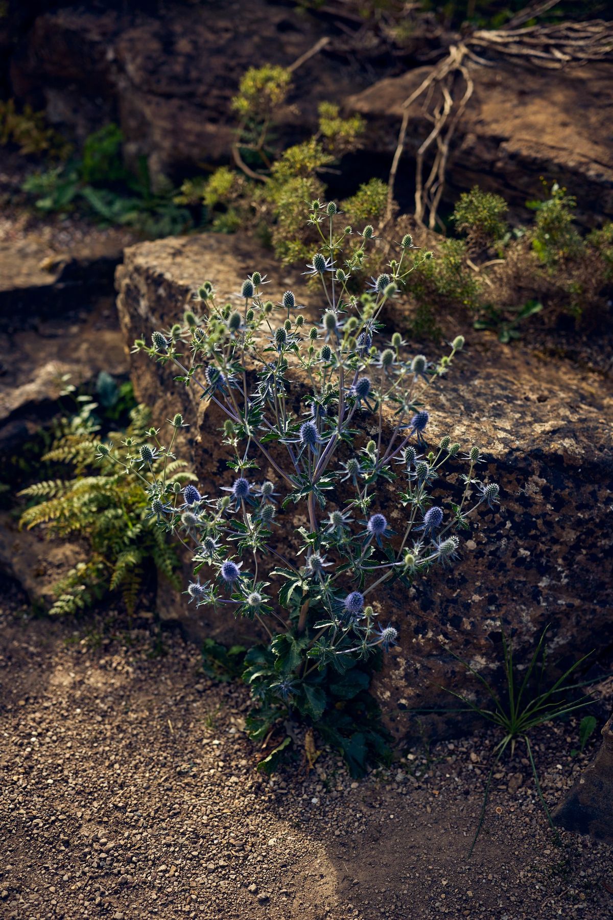 Your Garden in a Changing Climate