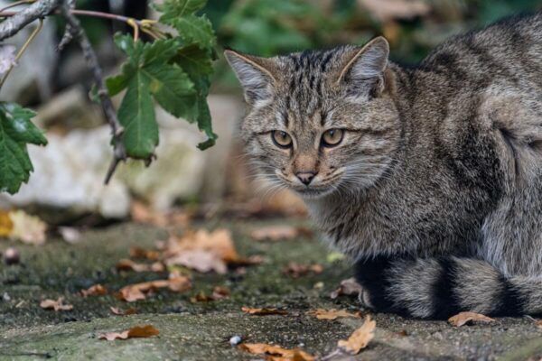 Wildkatze, Luchs und Leopard