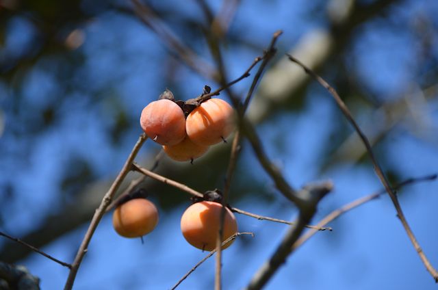 Nature Walk with iNaturalist (8 and up)