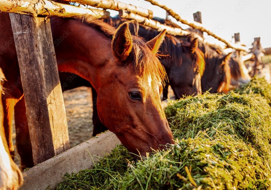 Down On The Farm