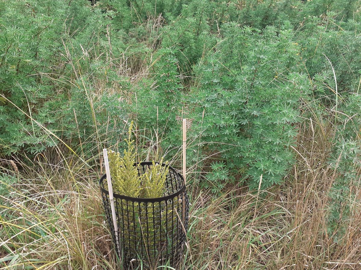 Saving native seedlings from invasive lupins!