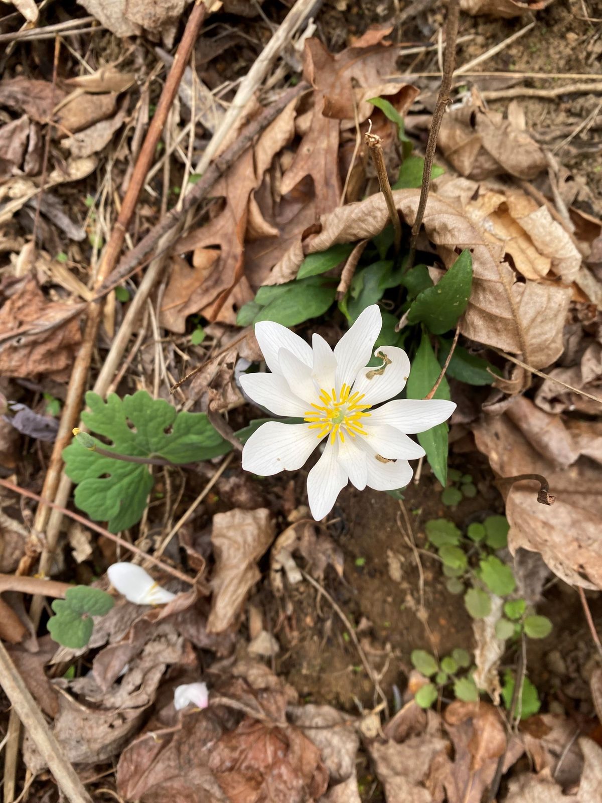 Edible Plant Hike