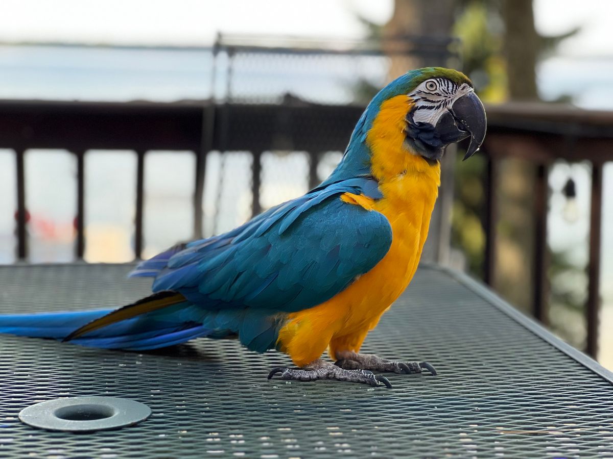 All About Parrots with Wendy Wares of Traverse City Parrot Sanctuary